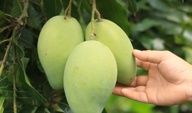 Cách chọn xoài xanh tươi ngon