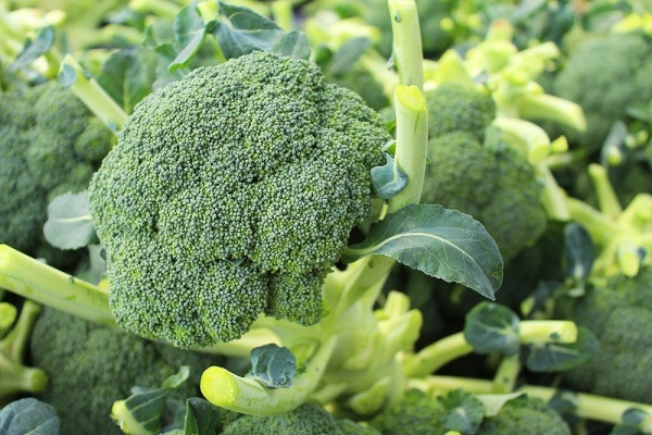 How to Boil Broccoli Correctly
