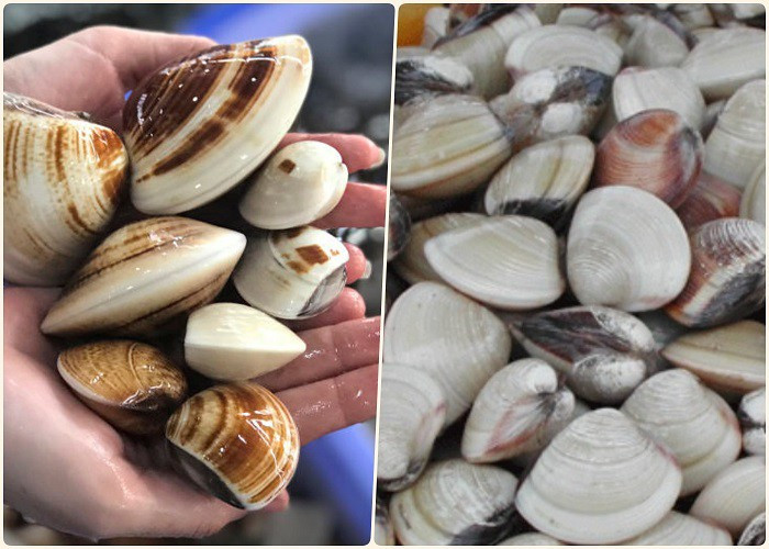 Seleccionar almejas frescas para preparar el plato