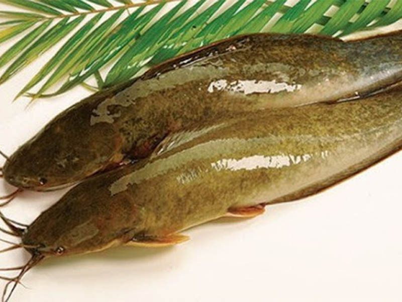 Tips for choosing fresh catfish