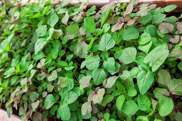 Rau dền giàu dinh dưỡng