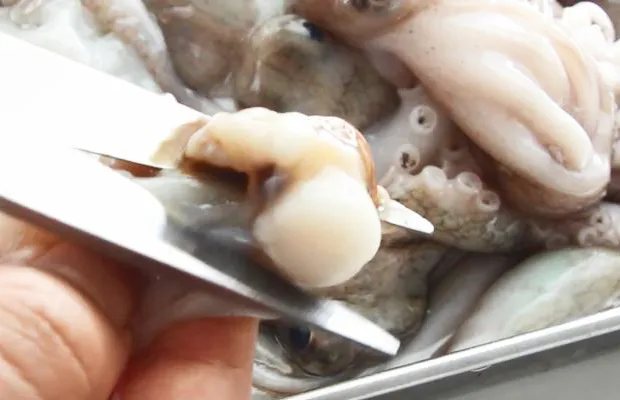 Preparing the Octopus