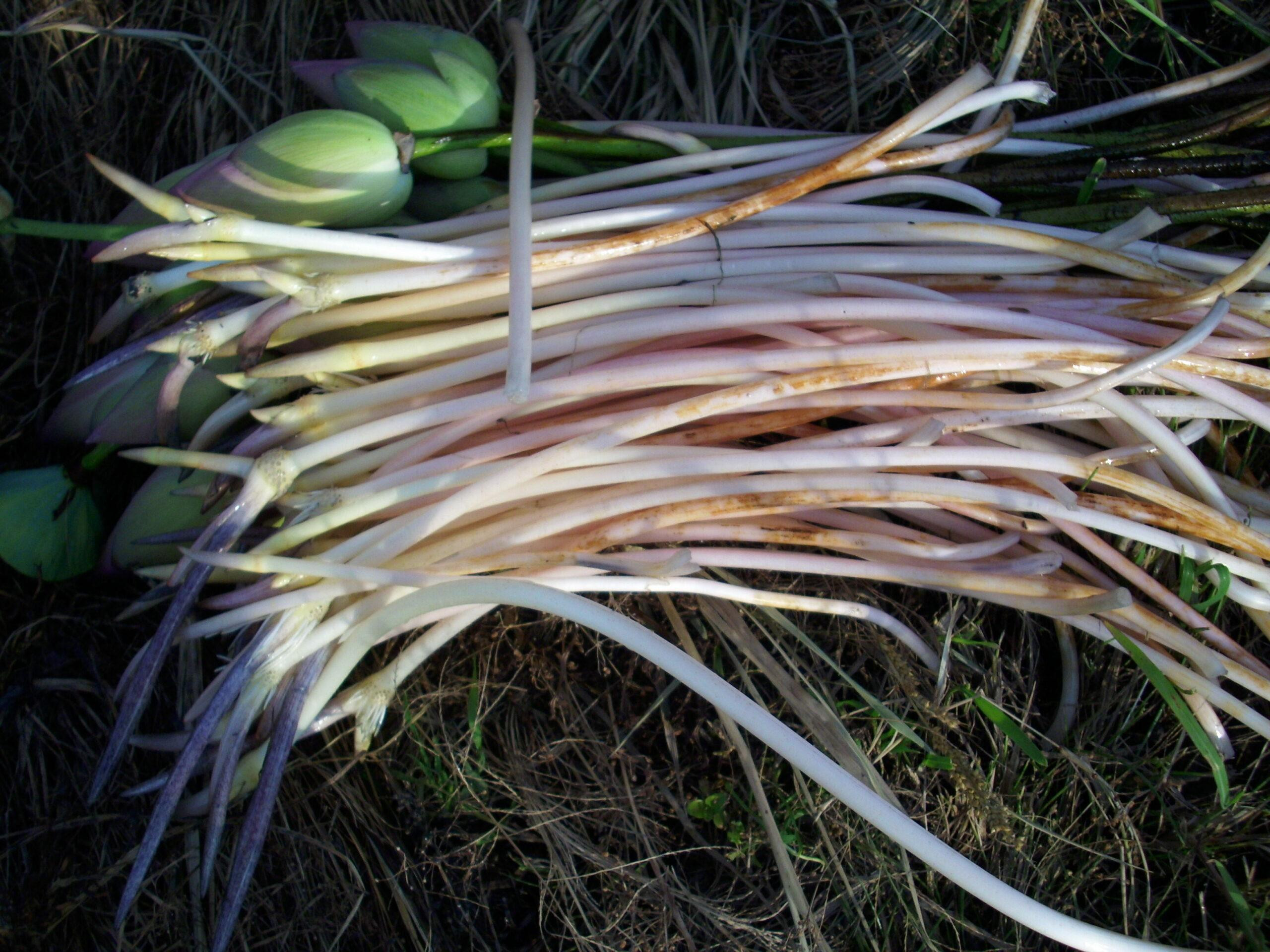 Finished Lotus Root and Shrimp Salad