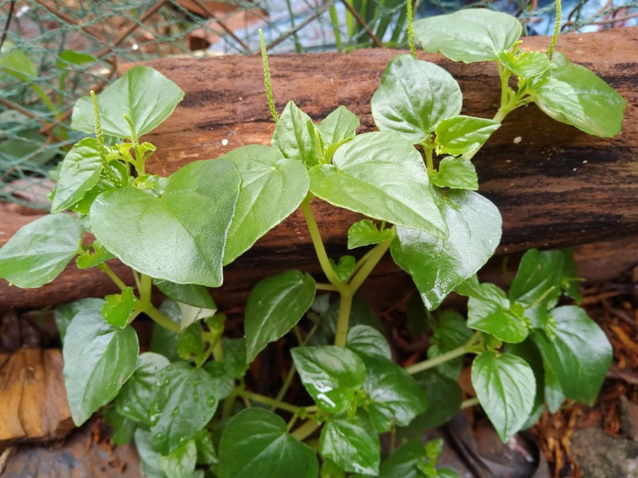 Nutrient-rich watercress