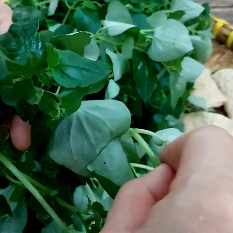 Preparando los ingredientes para la ensalada de Peperomia