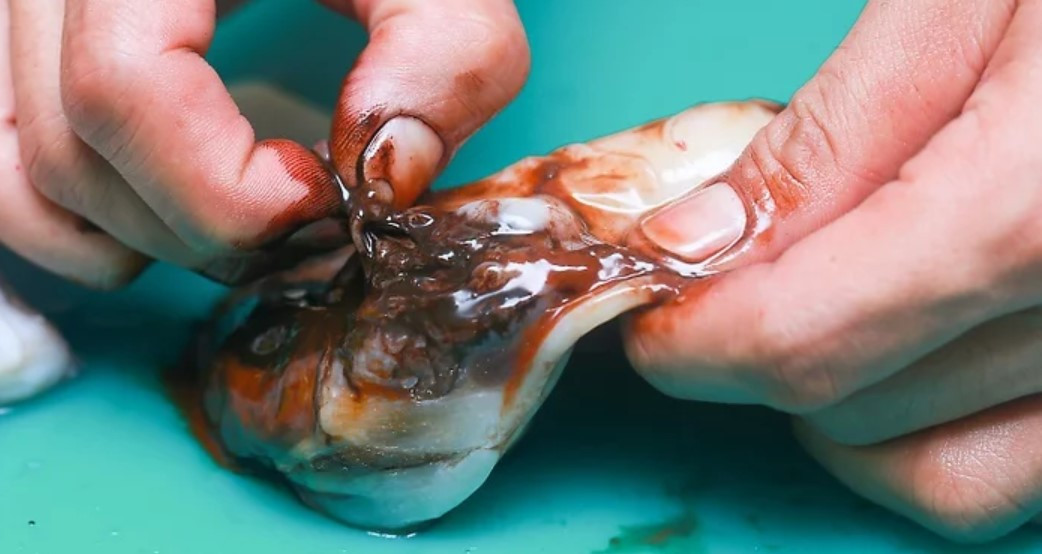 Lấy nội tạng bạch tuộc