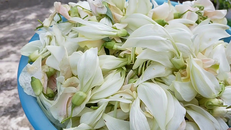 Hướng dẫn nấu canh chua bông so đũa cá basa dân dã 2 Bông so đũa là gì?