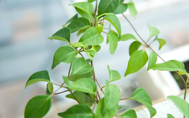 Hướng dẫn nấu canh gà lá giang chua thanh mát 2 Lá giang là gì? Nguyên liệu tạo vị chua tự nhiên đặc trưng