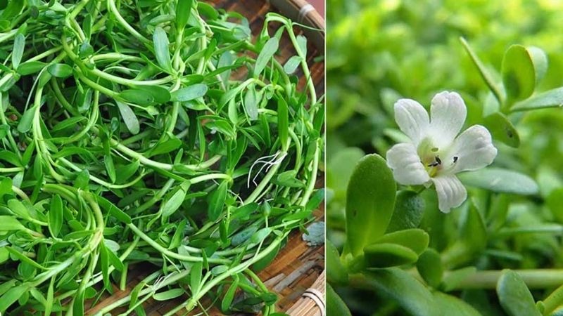 Hướng dẫn nấu cháo cá lóc rau đắng đậm vị miền Tây 4 Vai trò của rau đắng trong hương vị đặc trưng món cháo